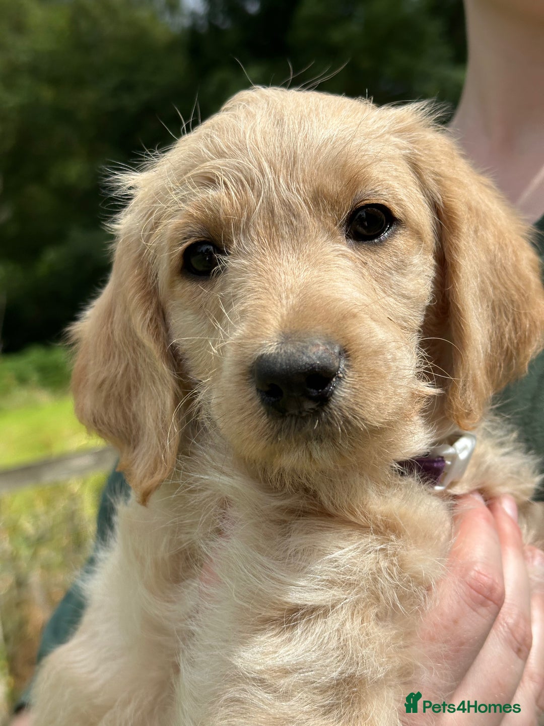 Labradoodle dogs for sale: Beautiful Puppies Ready for the Summer Holidays - Image 7
