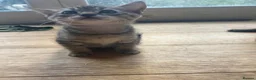 Mixed Breed cats for sale: 8 beautiful kittens available now - Advert 7