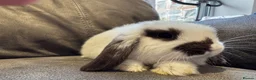 Mini Lop rabbits for sale: Pure Breed Mini Lop Babies  - Advert 16