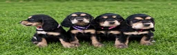 Cocker Spaniel dogs for sale: Cocker spaniel  in Warrington - Advert 4