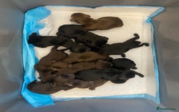 Cocker Spaniel dogs for stud: Kc health tested working cocker spaniel  - Image 11