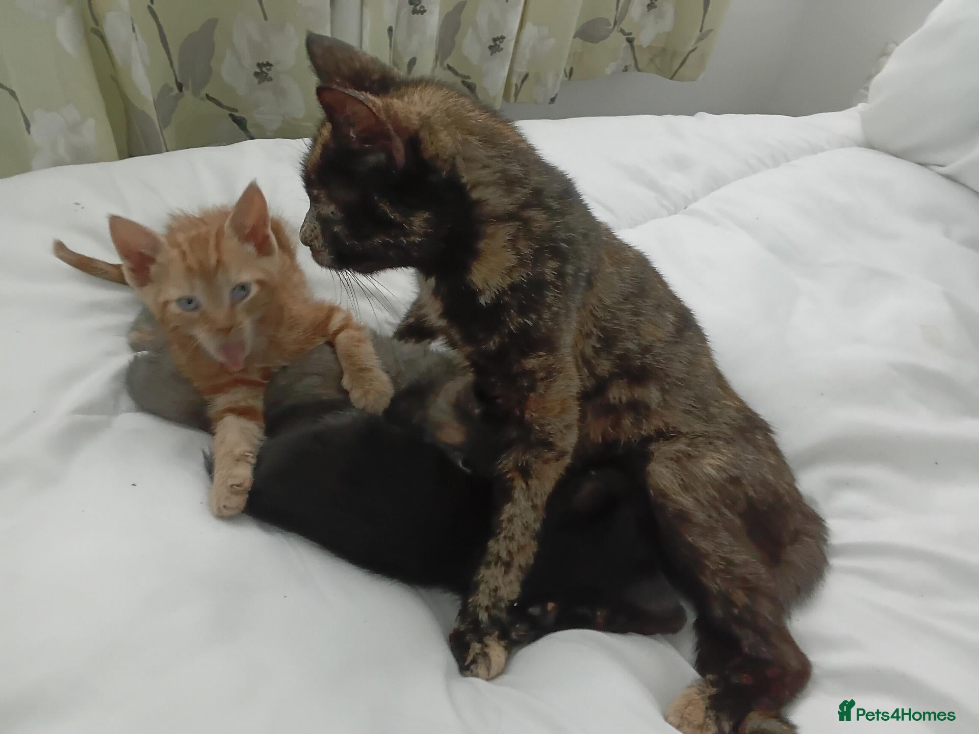 Mixed Breed cats Kittens 4 sale - Advert 16