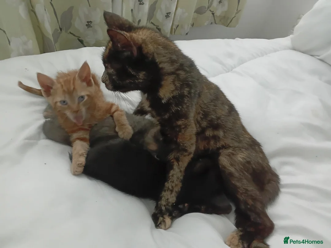 Mixed Breed cats for sale: Kittens 4 sale - Advert 1