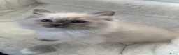 Ragdoll cats for sale: CHAMPION BLOODLINE RAGDOLL KITTENS 🥇🏅 - Advert 23