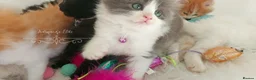 Ragdoll cats for sale: £Negotiable Beautiful cross Ragdoll/Persian😻😻😻 - Advert 35