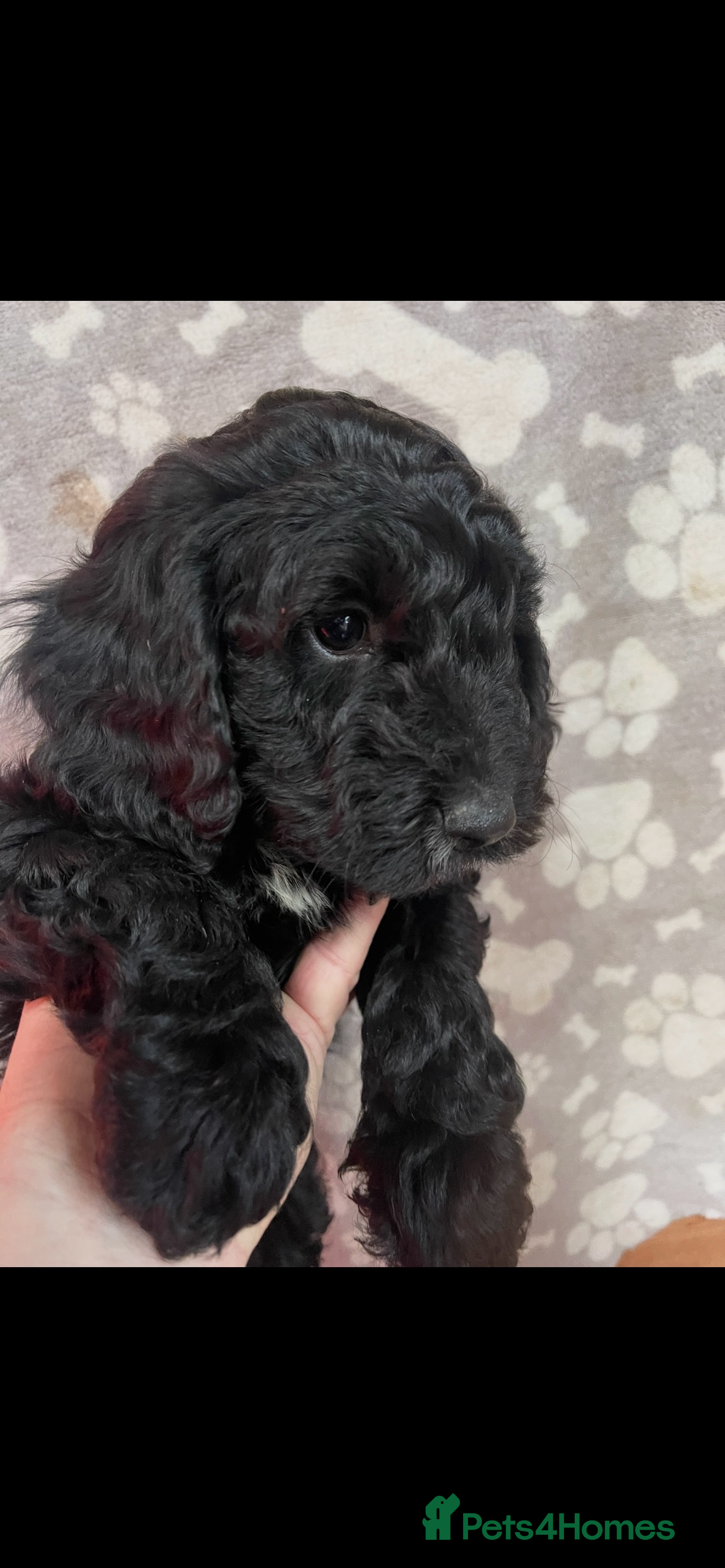 Cockapoo dogs Cockapoo health tested KC parents  - Advert 8