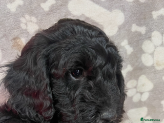 Cockapoo dogs Cockapoo health tested KC parents - Advert 7