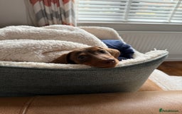 Miniature Dachshund dogs for sale: Miniature Dachshund Male Puppy Chocolate Tan - Advert 4