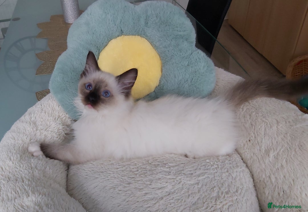 Ragdoll cats for sale: RAGDOLL SEAL POINT BLUE EYES READY NOW! - Image 3