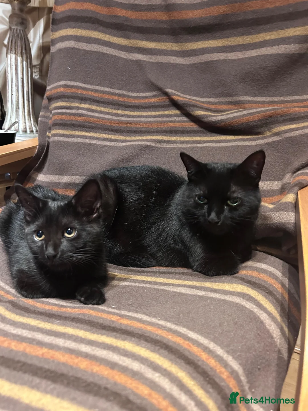 Mixed Breed cats for sale: For black cat lover 😜 in London - Advert 9