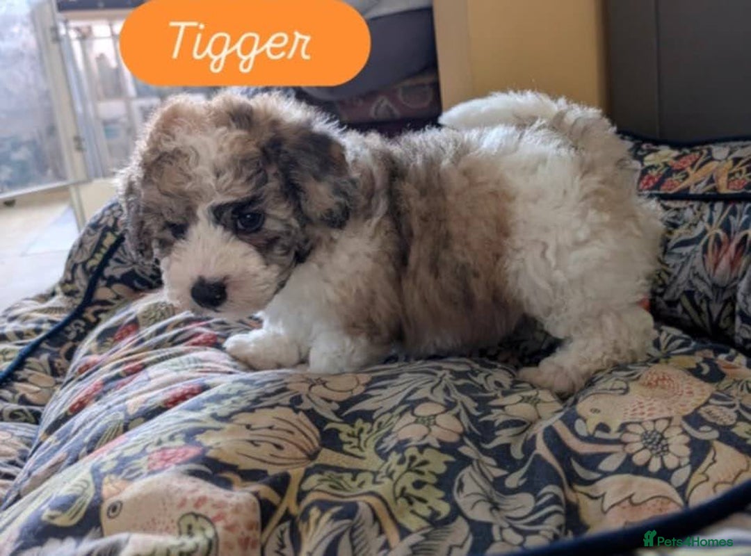 Poochon dogs for sale: Poochon pups stunning Rare colours - Image 14
