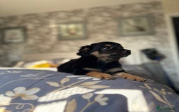 Chihuahua dogs for sale: Chihuahua x Italian volpino (4 puppies left ) 🏆 - Image 29