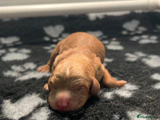 Cavapoo dogs Stunning F2 Bitch Available - Advert 1