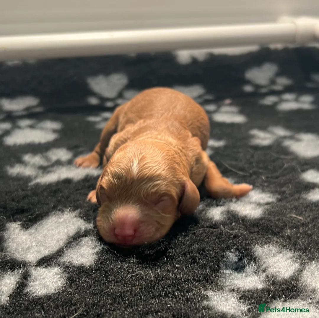 Cavapoo dogs for sale: Reserved Stunning F2 Bitch Available  - Advert 10