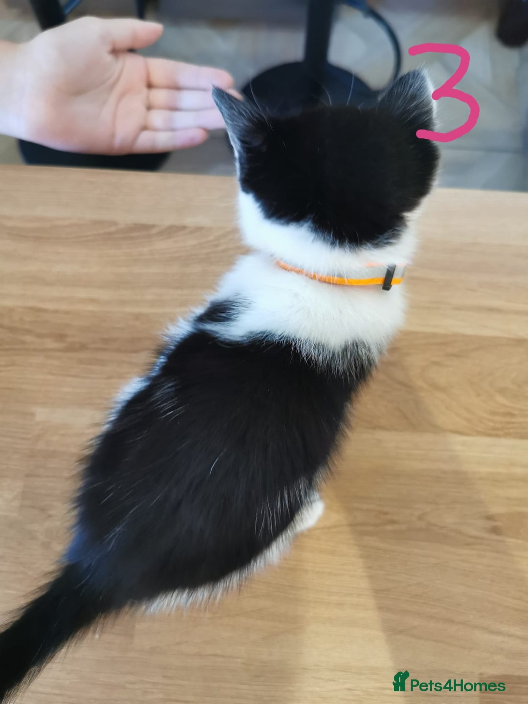 Mixed Breed cats for sale: Beautiful kittens ready now - Image 37