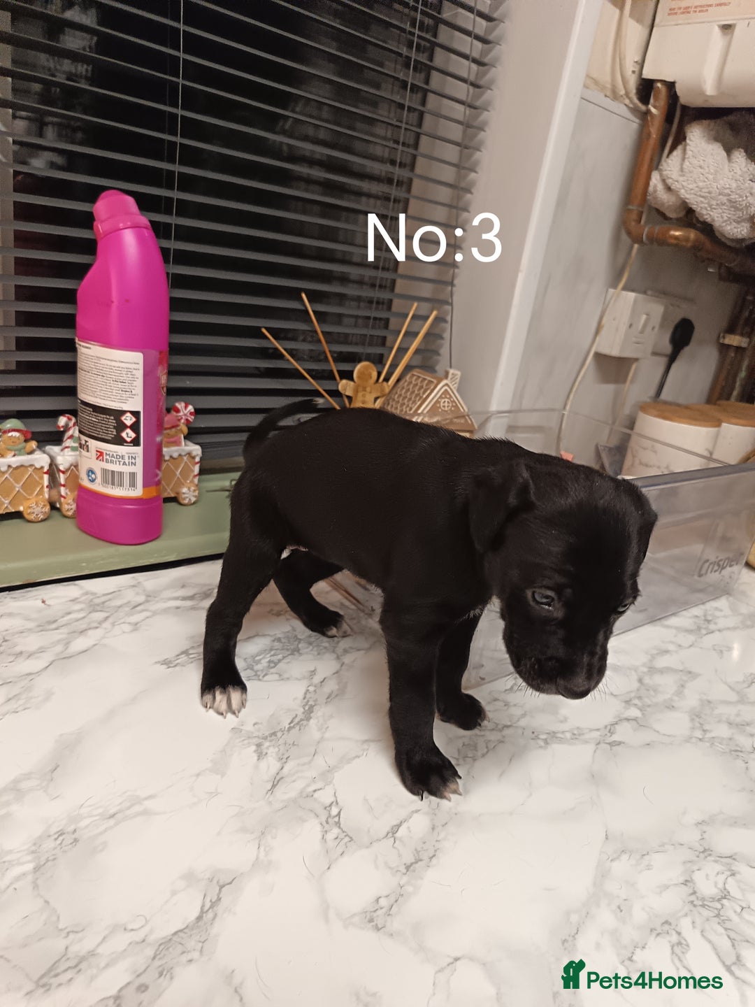 Mixed Breed dogs for sale: Cane Corso x saluki lurcher - Advert 4