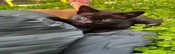 Domestic Shorthair cats for sale: Playful Tabby Kittens Ready - Advert 7