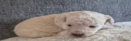 Poochon dogs for sale: Poochon 3 girls 2 boys F1b - Advert 6