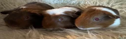 Guinea Pig rodents for sale: Guinea pig Tri coloured baby boars  - Advert 1