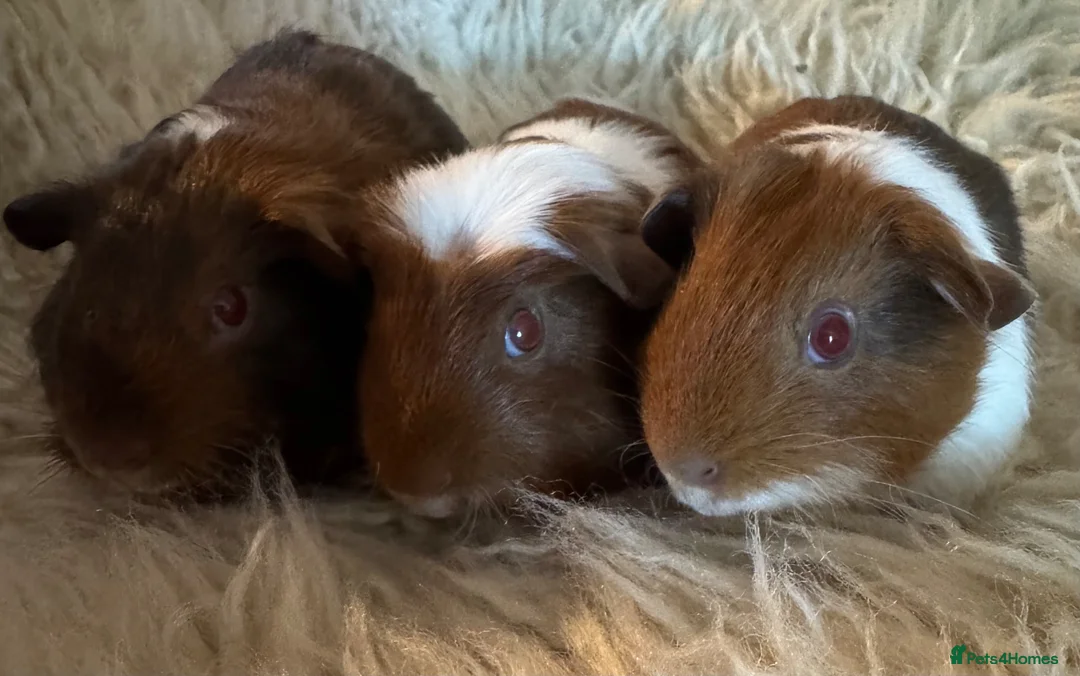 Guinea Pig rodents for sale: Guinea pig Tri coloured baby boars  - Advert 1