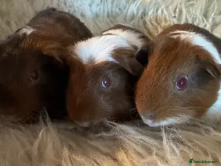 Guinea Pig rodents Guinea pig Tri coloured baby boars - Advert 22
