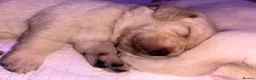Labrador Retriever dogs for sale: Maggies beautiful babies confirmed - Advert 6