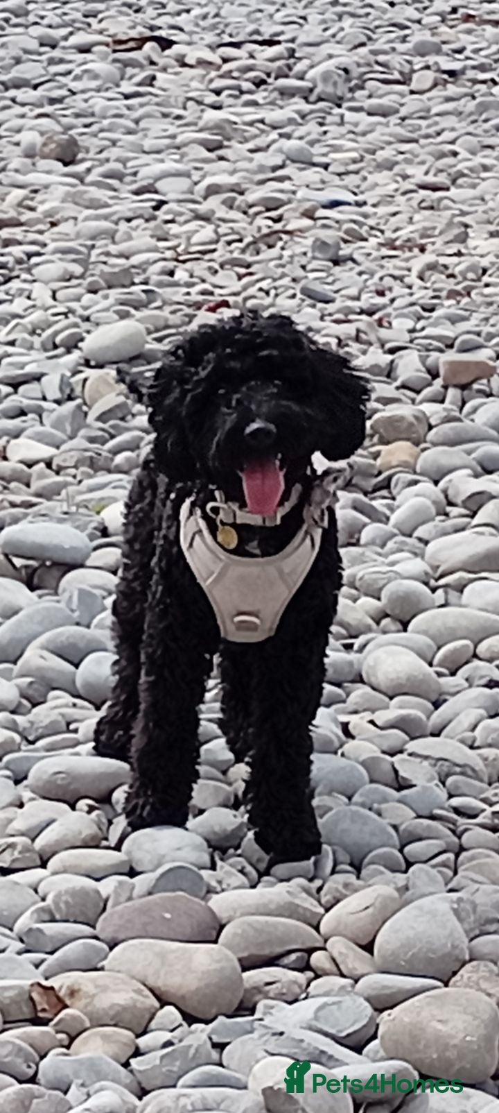 Mixed Breed dogs Female dog for sale  - Advert 11