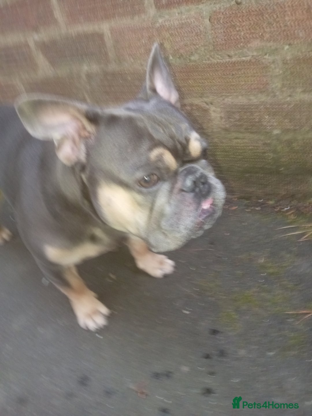 French Bulldog dogs for stud: Teddy Bear  - Advert 4