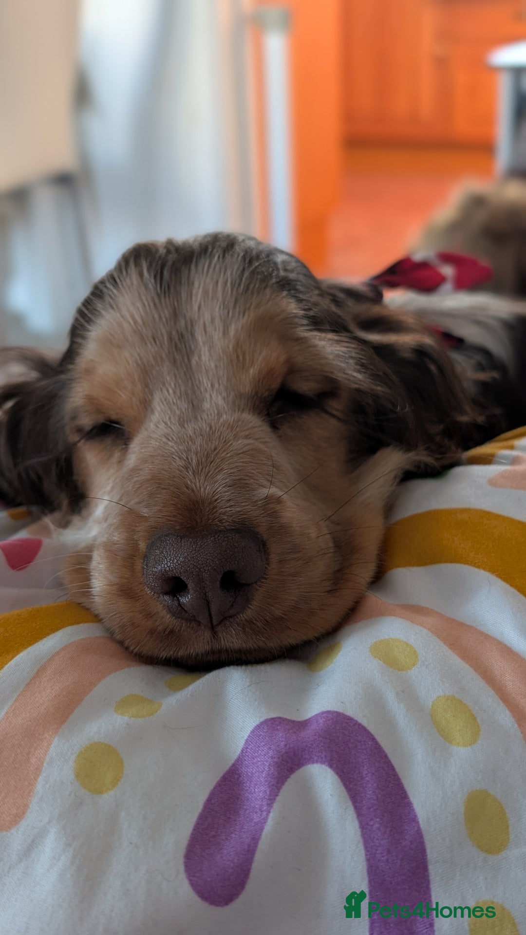 Cocker Spaniel dogs for sale: 6 months old Show Type Cocker Spaniel - Advert 7