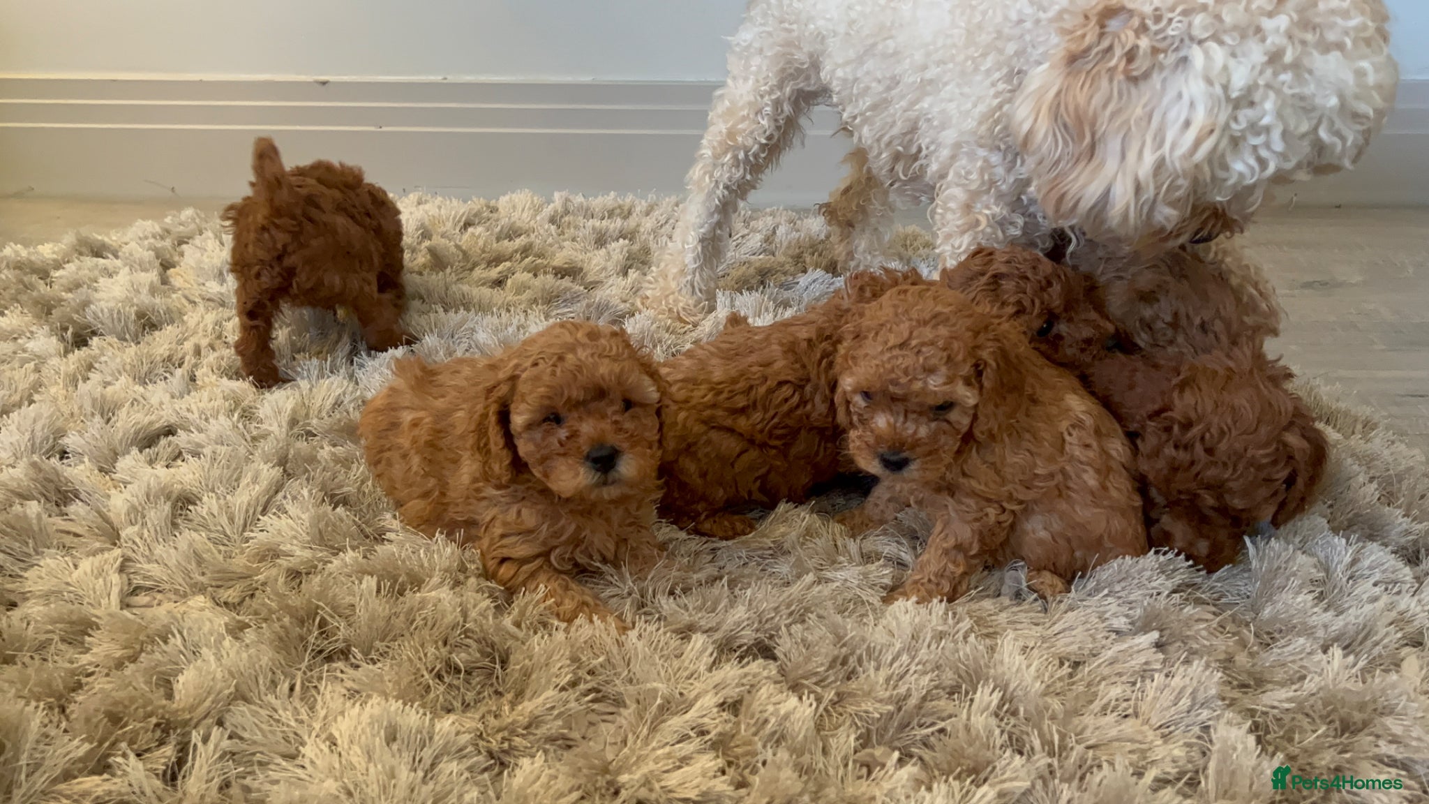 Cavapoo dogs *BEAUTIFUL RED F2 CAVAPOO PUPPIES* - Advert 2
