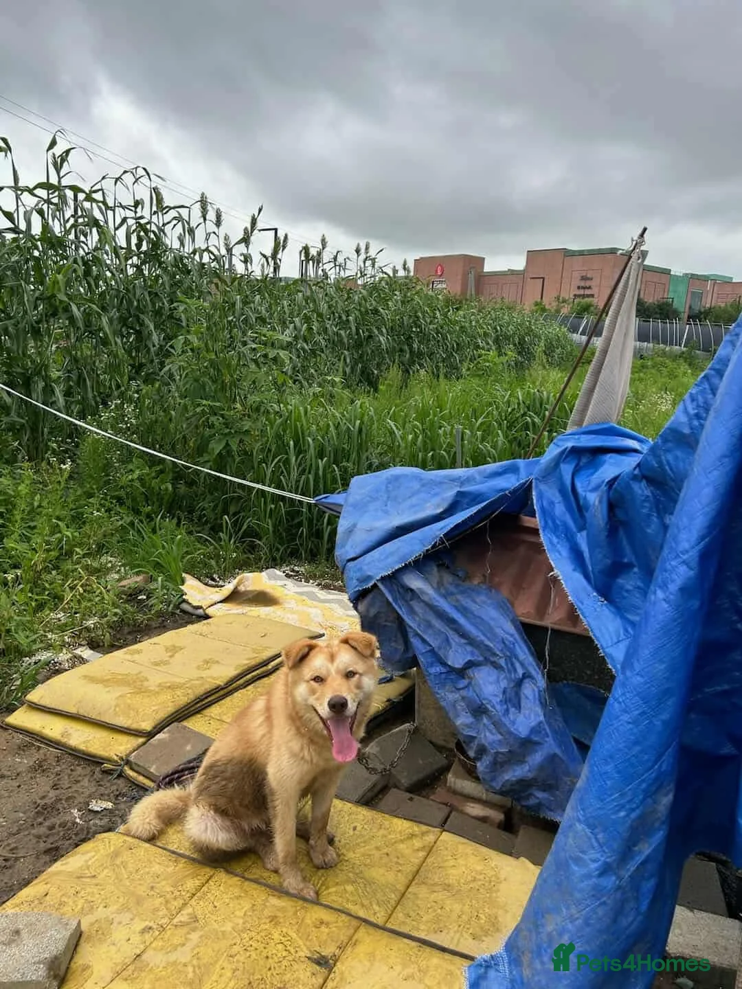 Korean Jindo dogs for adoption: Pumpkin 2 year  Jindo Korean  meat trade Survivor - Advert 7