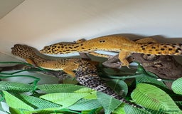 Leopard Gecko reptiles for sale: Breeding leopard gecko pair  - Advert 2