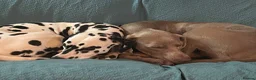 Weimaraner dogs for sale: Waiting list open  - Advert 12