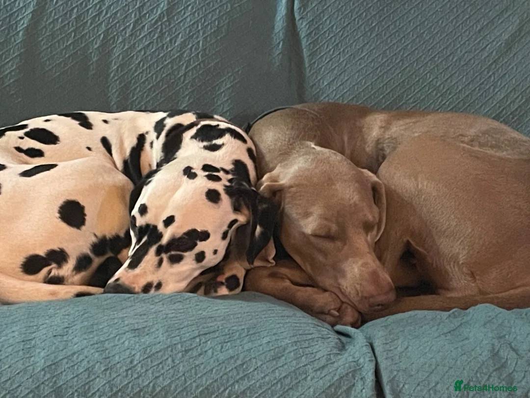 Weimaraner dogs for sale: Waiting list open  - Advert 12