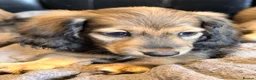 Miniature Dachshund dogs for sale: Shaded cream long hair amazing dachshunds puppies - Advert 6
