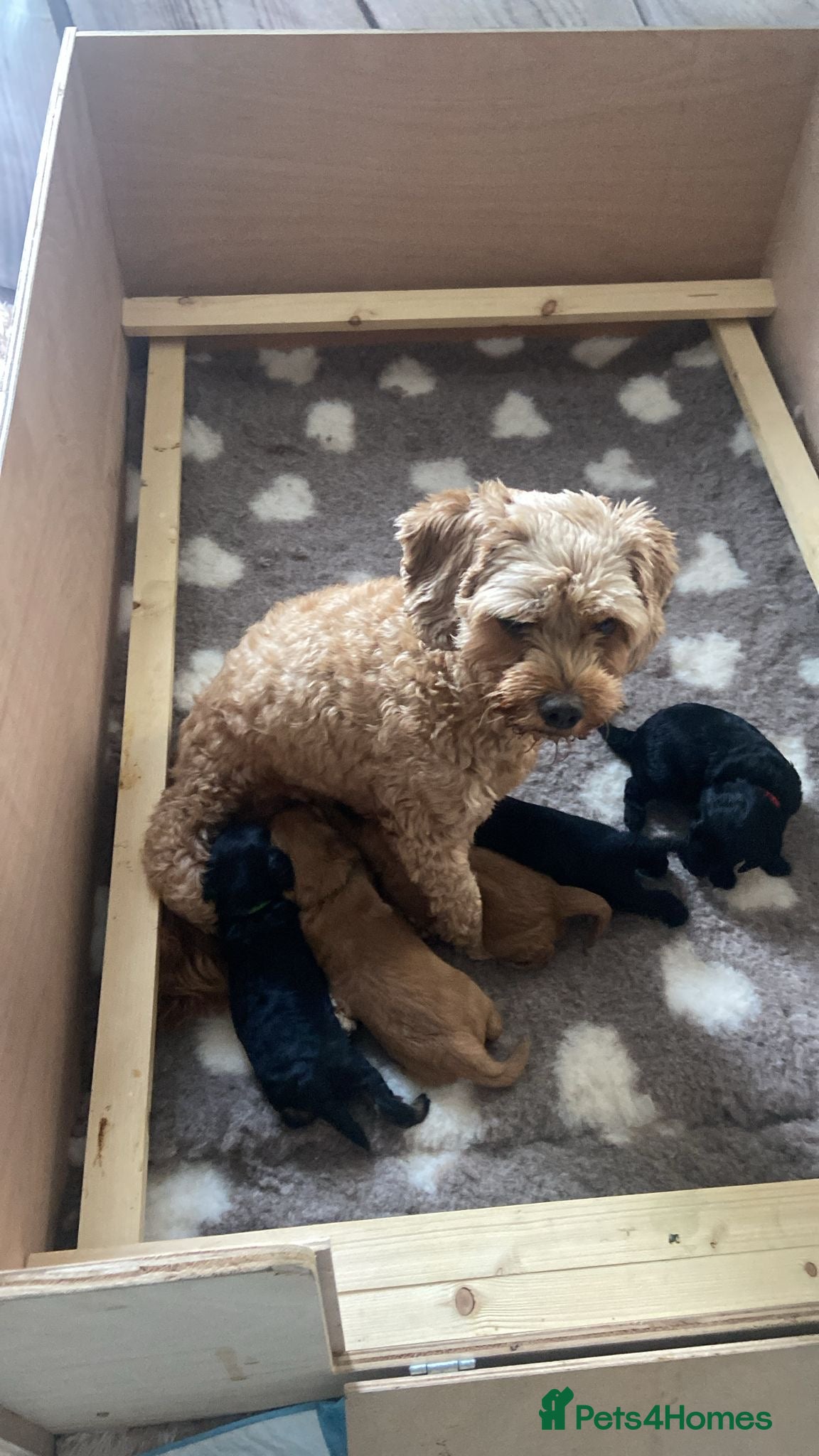Cavapoo dogs Cute little cavas looking for their forever home!  - Advert 1