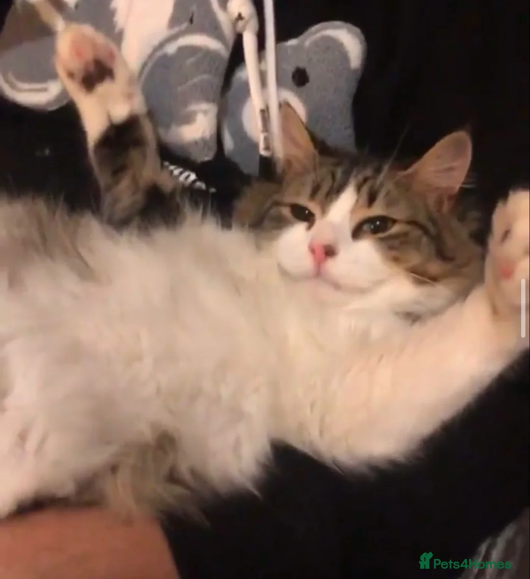 Norwegian Forest Cat cats for sale: Milo  in Northampton - Advert 2