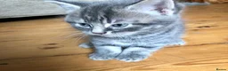 Mixed Breed cats for sale: 3 Bengal/Maincoon/Tabby kittens for loving home - Advert 12