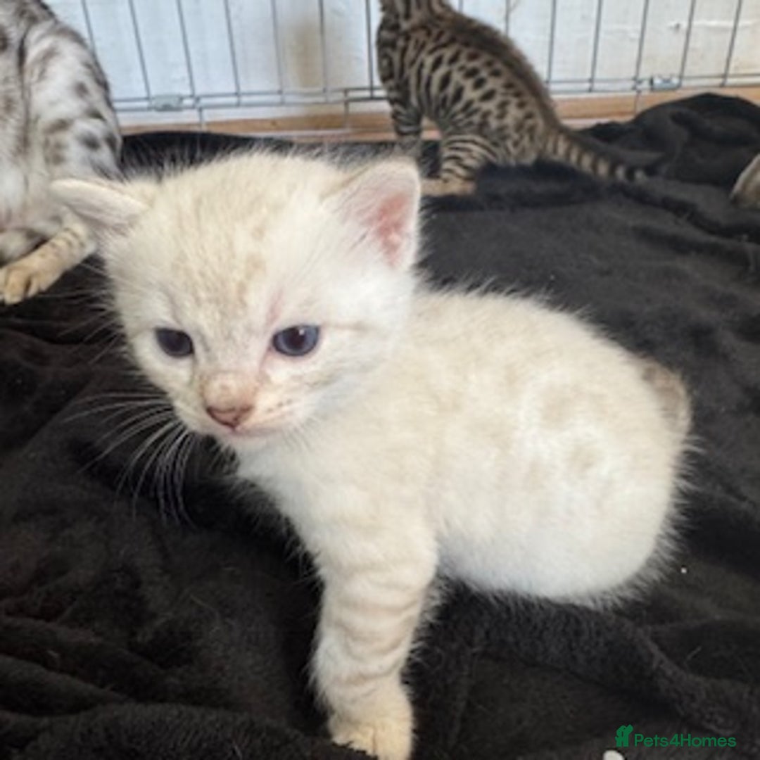 Bengal cats for sale: 4 Gorgeous Bengal Babies - Image 9