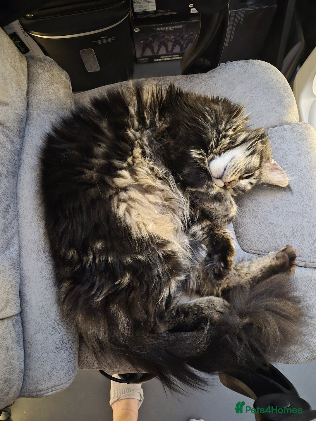 Maine Coon cats for sale: Maine coon x - Advert 4