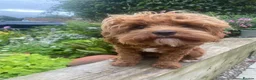 Cavapoo dogs for sale: Stunning F1b Cavapoo puppies- 5* licensed - Advert 9