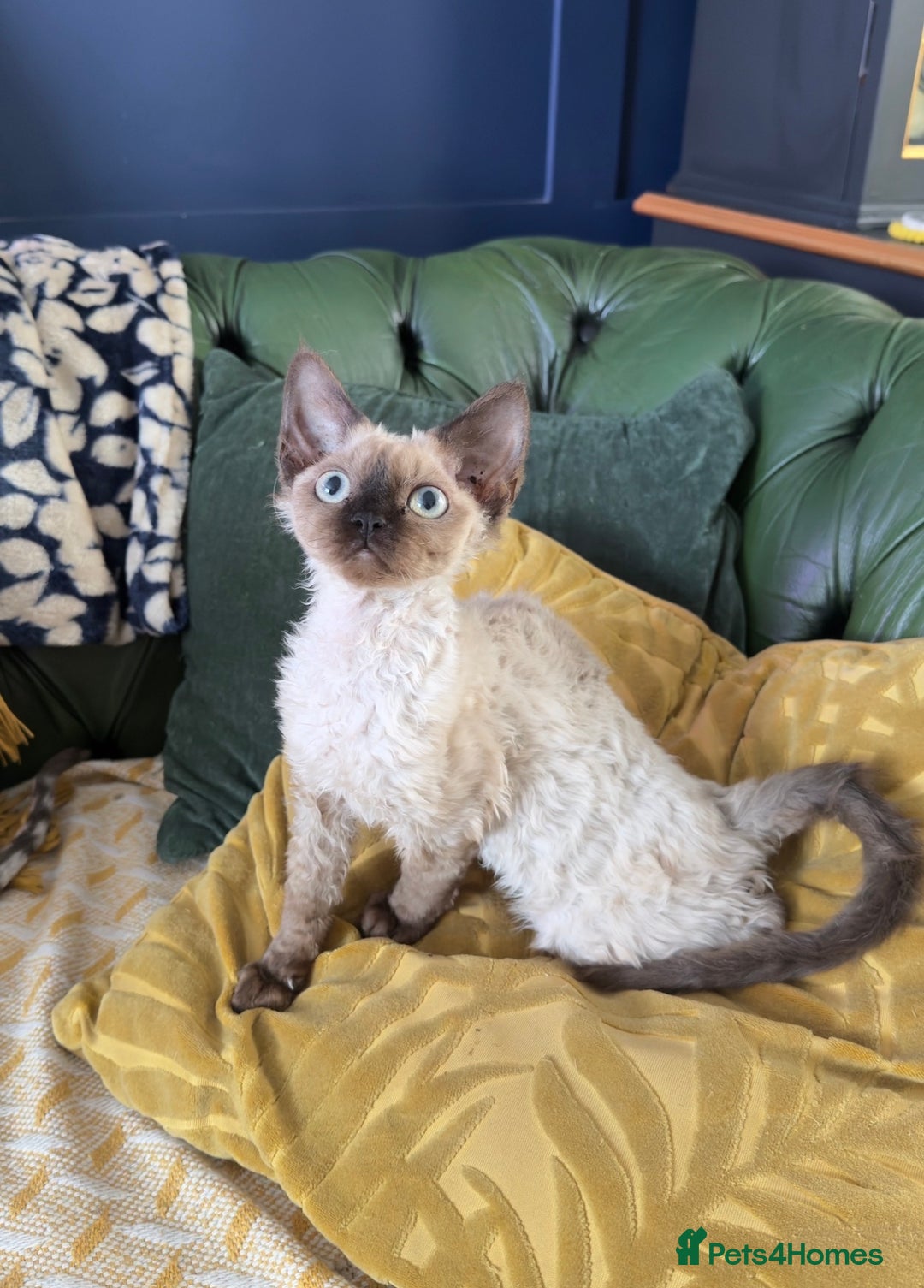 Devon Rex cats for sale: GCCF registered adult boy and girl  - Advert 7
