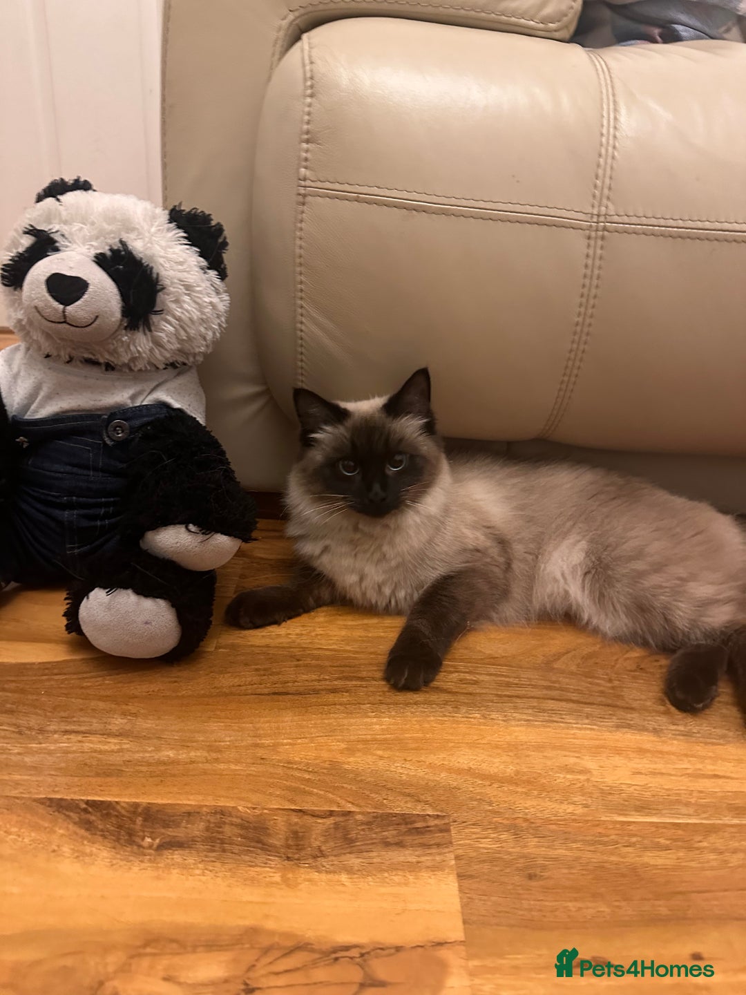 Ragdoll cats for sale: Pedigree Female Ragdoll - Advert 3