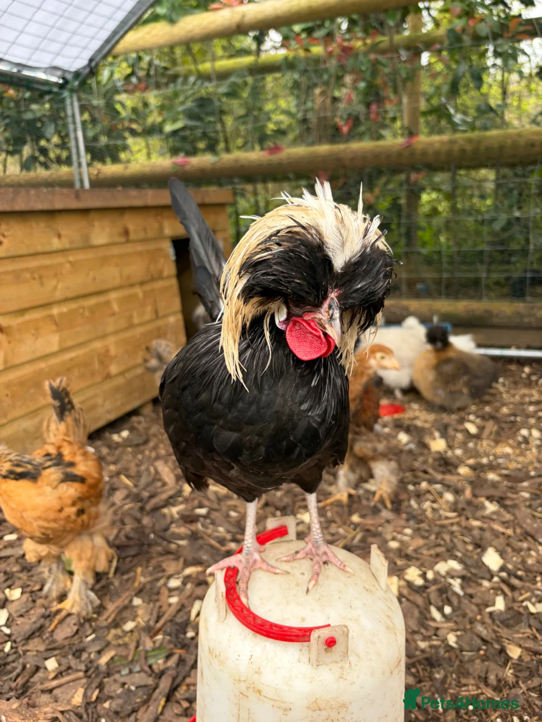 Chickens poultry for sale: Various chickens for sale  - Advert 2