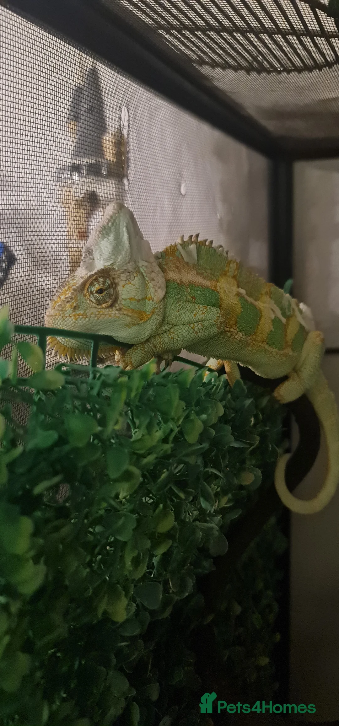 Chameleon reptiles for sale: Chameleon  in Taunton - Advert 1
