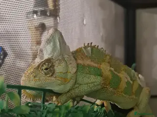 Chameleon reptiles Chameleon in Taunton - Advert 1