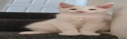 Maine Coon cats for sale: 🏅TICA🏅 pure white boys maine coons - Advert 26