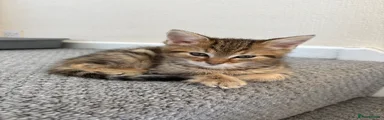 Nova