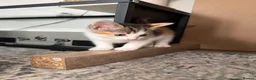 Mixed Breed cats for sale: Beautiful Calico Female Kitten - Last Available in Basingstoke - Advert 5