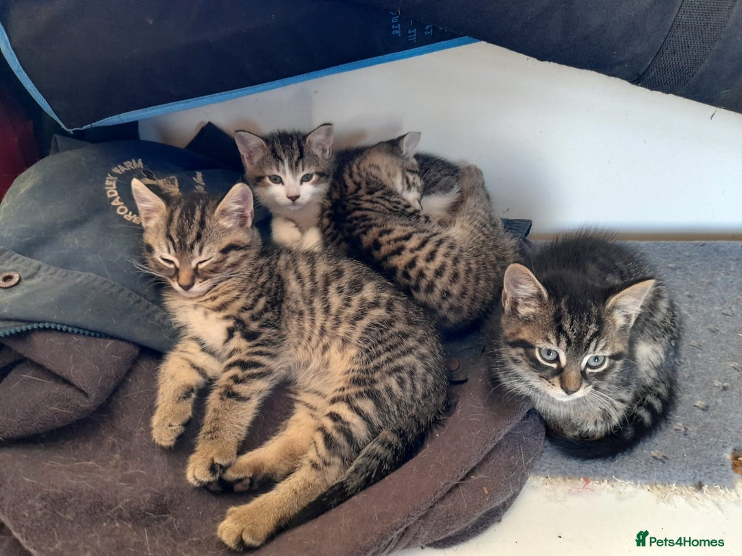 British Shorthair cats for sale: Beautiful kittens from farm cat. - Image 1